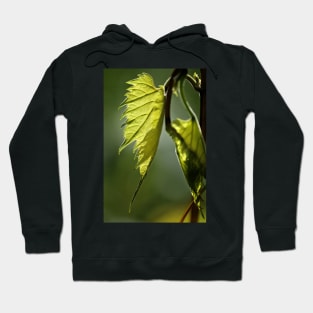 After the Rain Hoodie